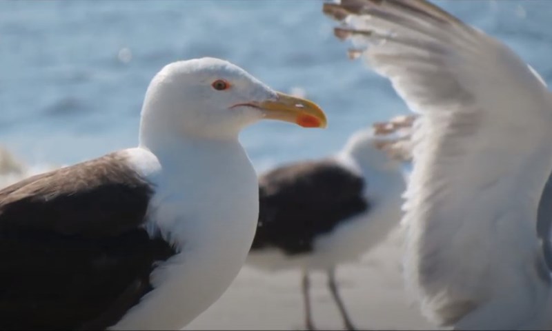 Seagull Beach